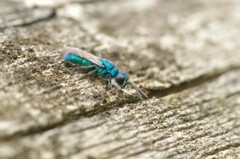 Trichrysis cyanea