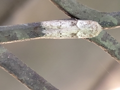 Blastobasis glandulella