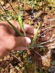 Platanthera blephariglottis