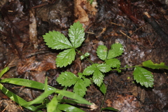 Agrimonia microcarpa