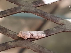 Blastobasis glandulella