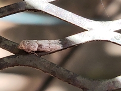 Blastobasis glandulella