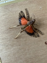 Pardalophora phoenicoptera