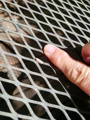 Blastobasis glandulella