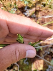 Platanthera blephariglottis