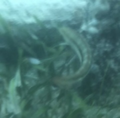 Halichoeres bivittatus