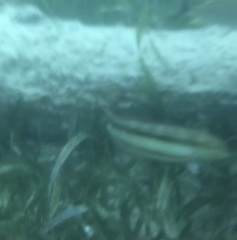 Halichoeres bivittatus