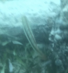 Halichoeres bivittatus