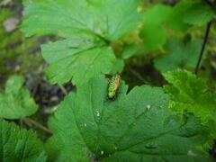 Lamprodila mirifica
