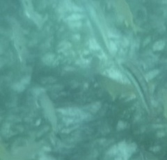 Halichoeres bivittatus