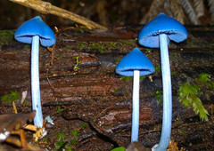 Entoloma hochstetteri