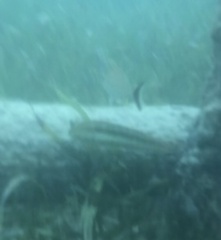 Halichoeres bivittatus