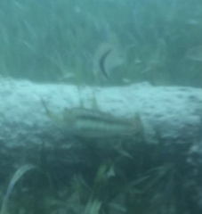 Halichoeres bivittatus