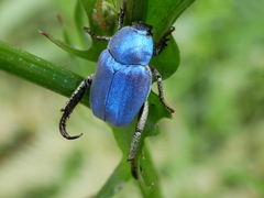 Hoplia coerulea