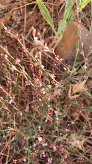 Polygonum setosum