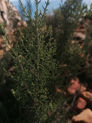 Dicerothamnus