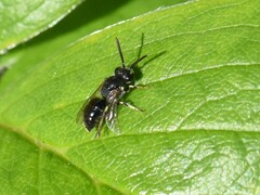 Hylaeus hyalinatus