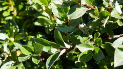 Salix pyrenaica