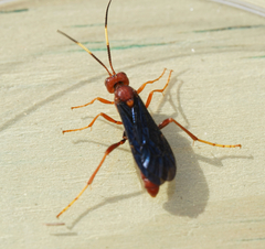 Trogomorpha trogiformis