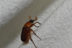 Cyclocephala borealis