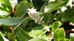 Salix pyrenaica