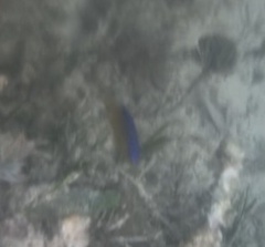 Stegastes leucostictus