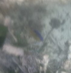 Stegastes leucostictus