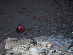 Carpodacus formosanus