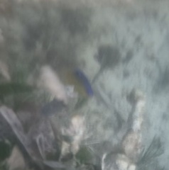 Stegastes leucostictus