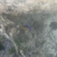 Stegastes leucostictus