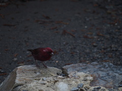Carpodacus formosanus