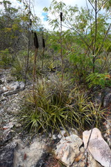 Encholirium brachypodum