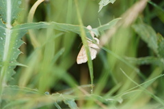 Idaea humiliata