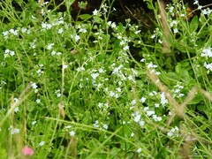 Myosotis stolonifera