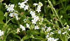 Myosotis stolonifera