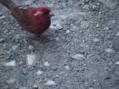 Carpodacus formosanus