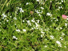 Myosotis stolonifera