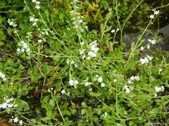 Myosotis stolonifera
