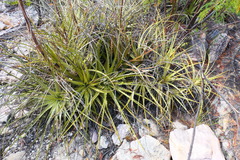 Encholirium brachypodum