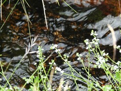 Myosotis stolonifera