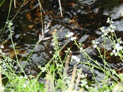 Myosotis stolonifera