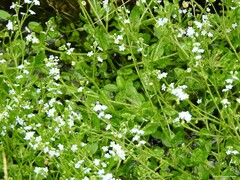 Myosotis stolonifera