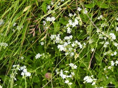 Myosotis stolonifera