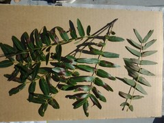 Brachystegia longifolia