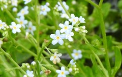Myosotis stolonifera