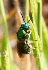 Augochloropsis sumptuosa
