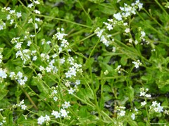 Myosotis stolonifera
