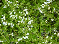 Myosotis stolonifera
