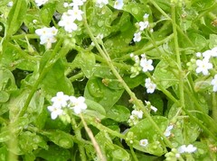 Myosotis stolonifera