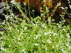 Myosotis stolonifera